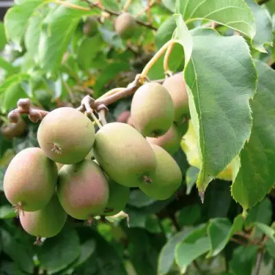 Актинидия ЛЮСИ аргута  в Пинске