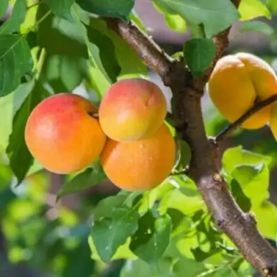 Абрикос РИТАУСМА в Пинске