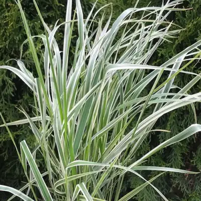 Вейник ОВЕРДАМ остроцветковый в Пинске