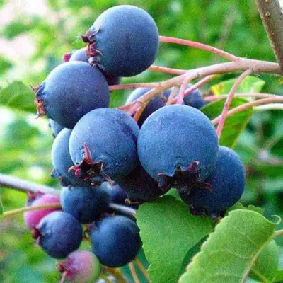 Ирга ПЕМБИНА в Пинске