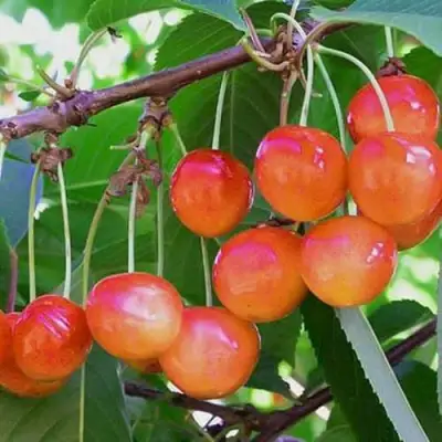 Черешня НАСЛАЖДЕНИЕ в Пинске