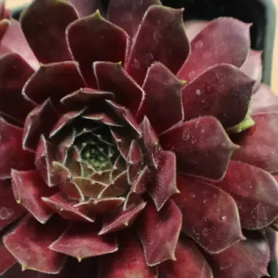 Молодило БЛЭК МОУНТЭЙН в Пинске