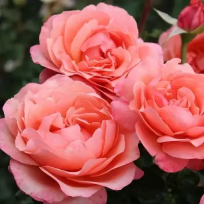 Роза КОРАЛ ЛИОНС РОУЗ флорибунда в Пинске
