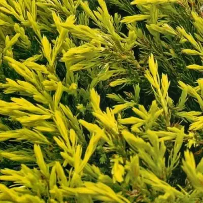 Можжевельник ЛАЙМ ГЛОУ горизонтальный  в Пинске