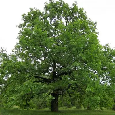 Дуб черешчатый в Пинске