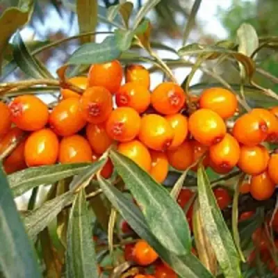 Облепиха БОТАНИЧЕСКАЯ в Пинске