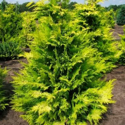 Кипарисовик ГОЛДЕН ВОНДЕР лавсона в Пинске