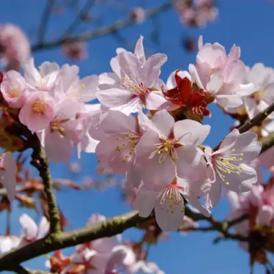 Вишня РАНЧО САРЖЕНТА в Пинске