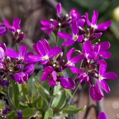 Арабис РОУЗ делайт в Пинске