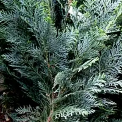 Кипарисовик ДАРТС БЛЮ РИББОН лавсона в Пинске