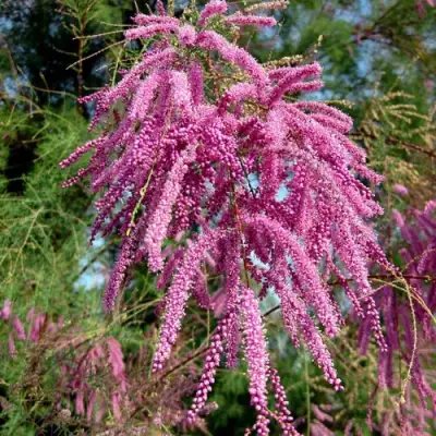 Тамарикс ПИНК КАСКАД в Пинске