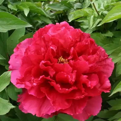 Пион АРОМАТНОЕ ВОСПОМИНАНИЕ древовидный в Пинске