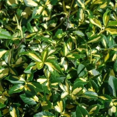 Бересклет САНСПОТ форчуна в Пинске