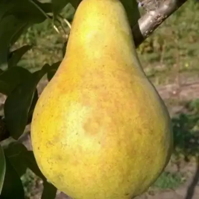 Груша КОНКОРД в Пинске