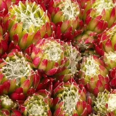 Молодило ХУКЕРА в Пинске