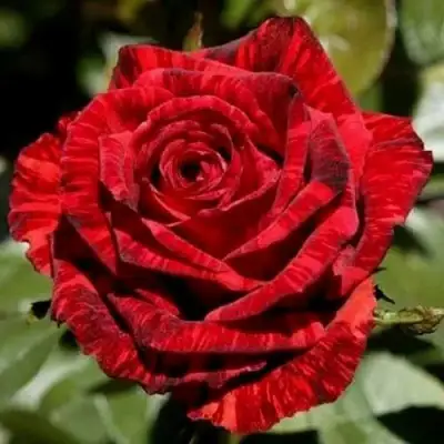 Роза РЕД ИНТУИШН чайно-гибридная в Пинске