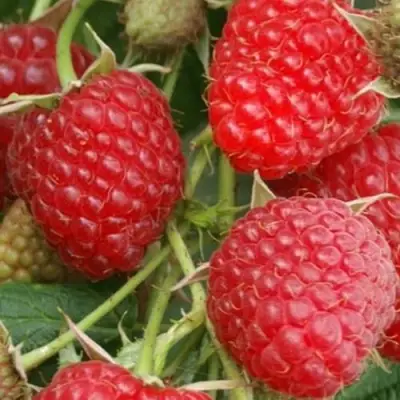 Малина КОЛОКОЛЬЧИК в Пинске