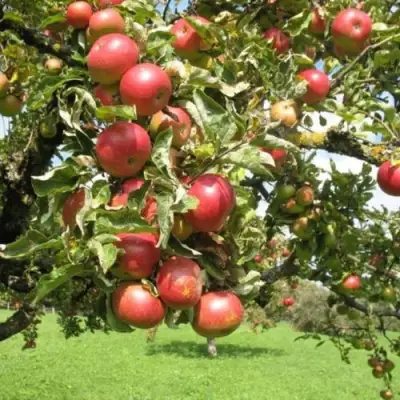 Яблоня ОРЛИК в Пинске