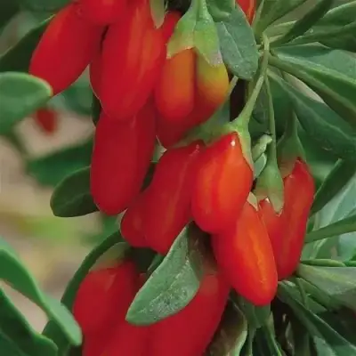 Годжи ВЯЧЕСЛАВ в Пинске