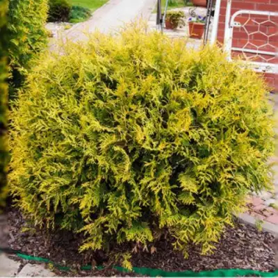 Туя КОЛЛЕРС ГОЛД складчатая в Пинске