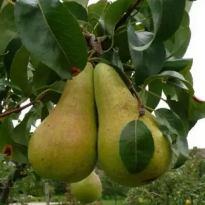 Груша КОНКОРД в Пинске