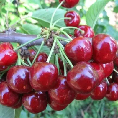 Вишня ДЕСЕРТНАЯ МОРОЗОВОЙ в Пинске