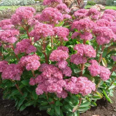 Очиток (седум) КАРЛ видный в Пинске