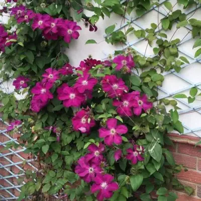 Клематис ЭРНЕСТ МАРКХАМ в Пинске