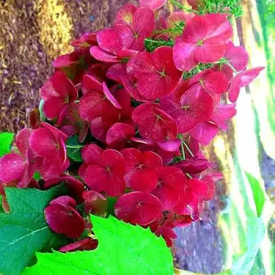 Гортензия АМЕТИСТ дуболистная в Пинске