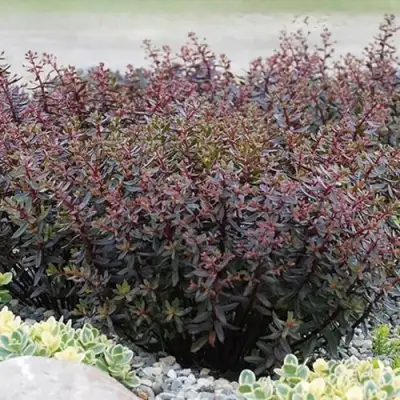 Очиток (седум) САНСПАРКЛЕР ДЖЕЙД ТАФФЕТ в Пинске