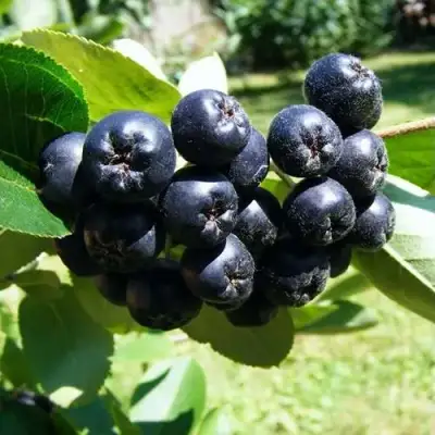 Рябина НЕРО черноплодная в Пинске