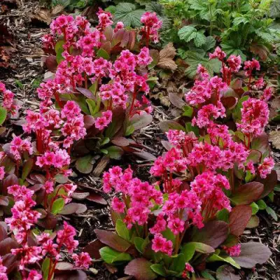 Бадан ФЛИРТ в Пинске