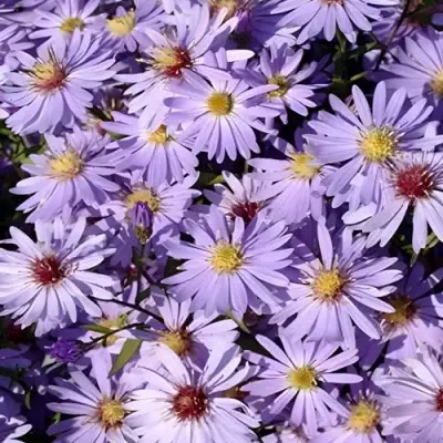 Астра БЛЮ ХЕВЕН сердцелистная в Пинске