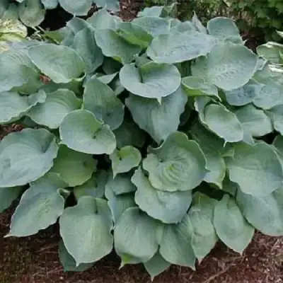 Хоста МУНЛАЙТ СОНАТА гибридная в Пинске