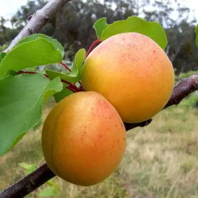 Абрикос ОРЛОВЧАНИН  в Пинске
