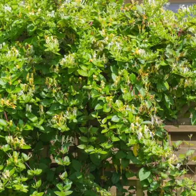 Жимолость ХАЛЛИАНА японская (Хелиана) в Пинске