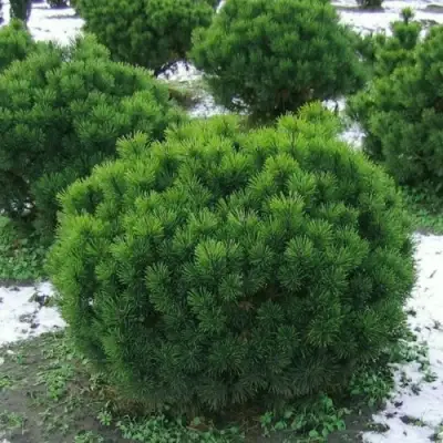 Сосна горная МУГУС в Пинске