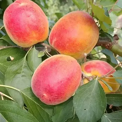 Абрикос ОСОБЕННЫЙ ДЕНИСЮКА в Пинске