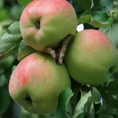 Яблоня УТРО в Пинске