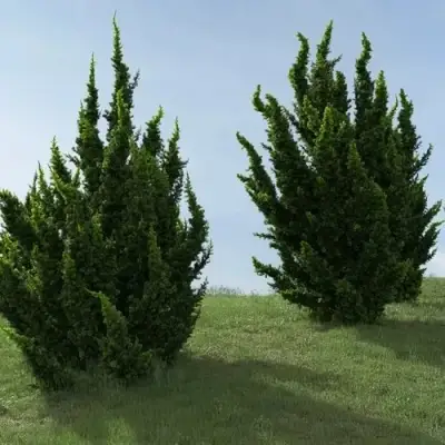 Можжевельник КАЙЗУКА китайский в Пинске