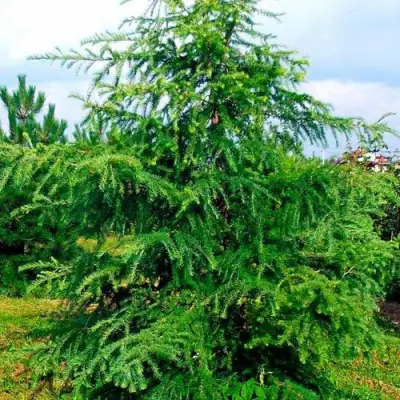 Лиственница европейская в Пинске