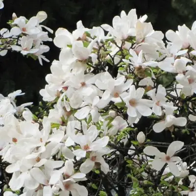 Магнолия КОБУС в Пинске