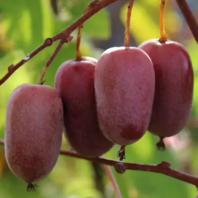 Актинидия ПУРПУРНО САДОВАЯ  аргута в Пинске