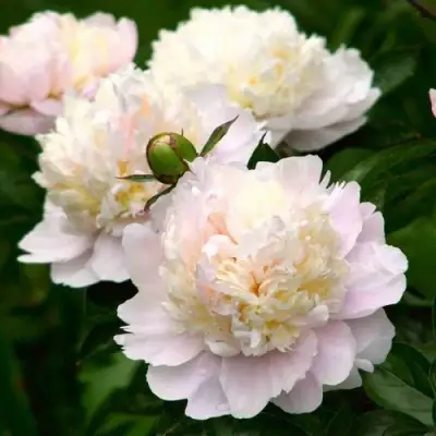 Пион ШИРЛИ ТЕМПЛ травянистый в Пинске