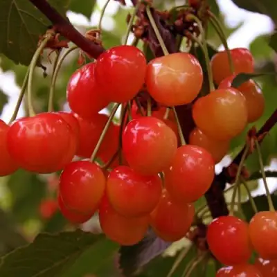 Черешня ФАТЕЖ в Пинске