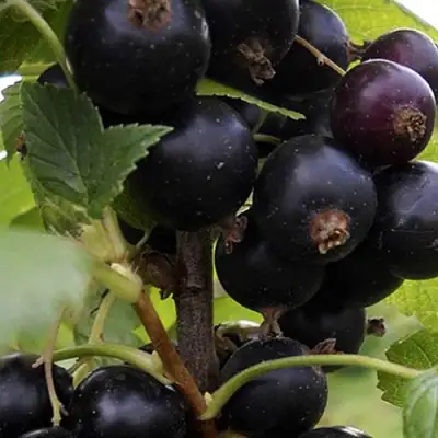 Смородина чёрная НЕСТЕР КОЗИН в Пинске