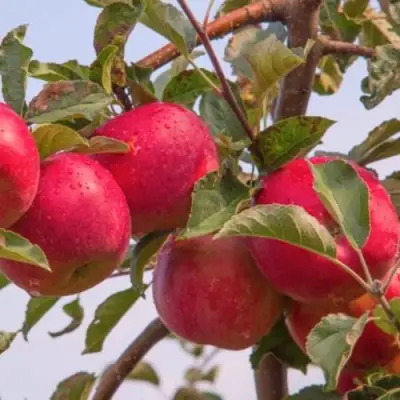 Яблоня РОЖДЕСТВЕНСКОЕ в Пинске