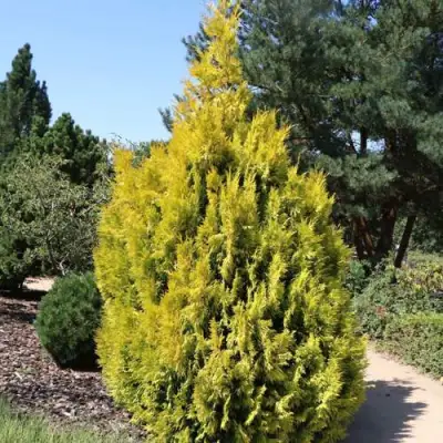 Туя СТОУНХАМ ГОЛД складчатая в Пинске