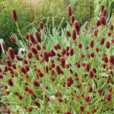 Кровохлебка БИТЛВИНГЗ в Пинске