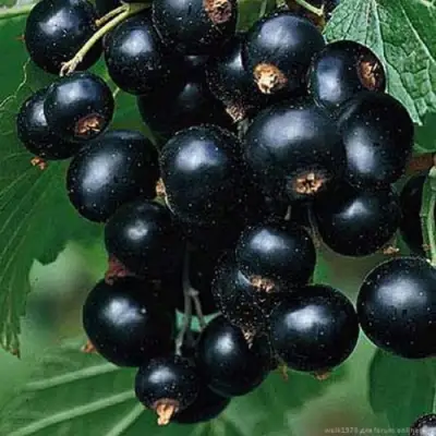 Смородина черная БЕН КОНАН в Пинске